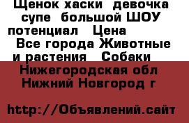 Щенок хаски, девочка супе, большой ШОУ потенциал › Цена ­ 50 000 - Все города Животные и растения » Собаки   . Нижегородская обл.,Нижний Новгород г.